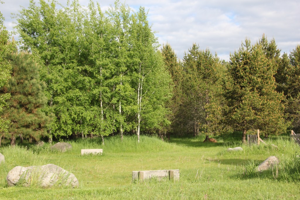 the alder stand leafed out