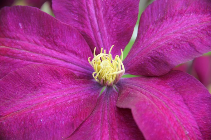 clematis