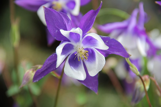 columbine