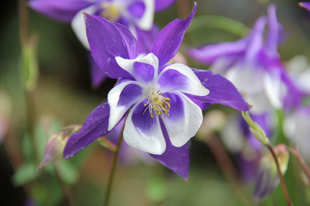 columbine