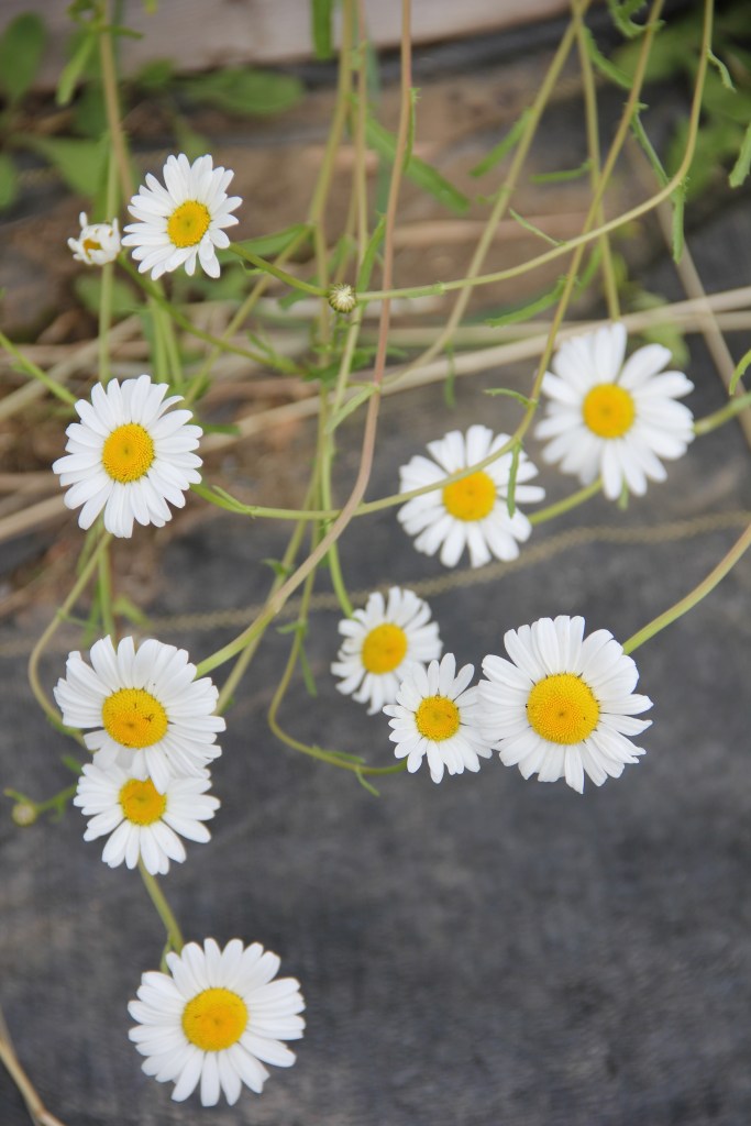 shasta daisies