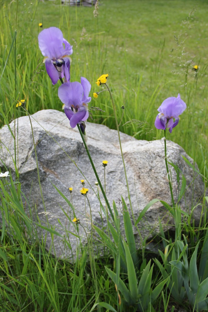 irises