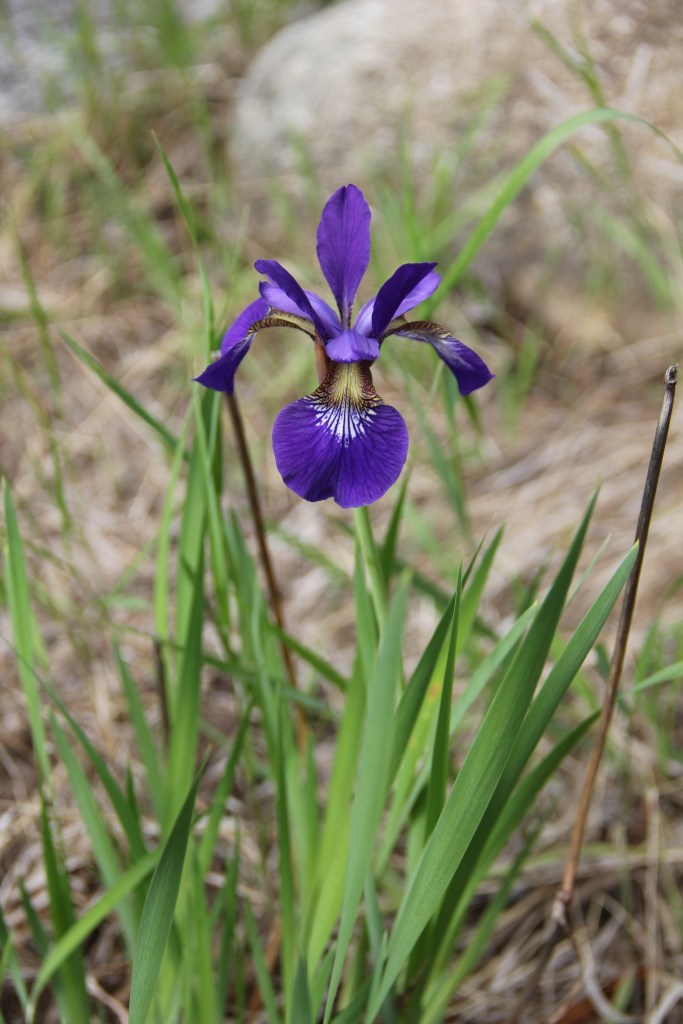 wild iris