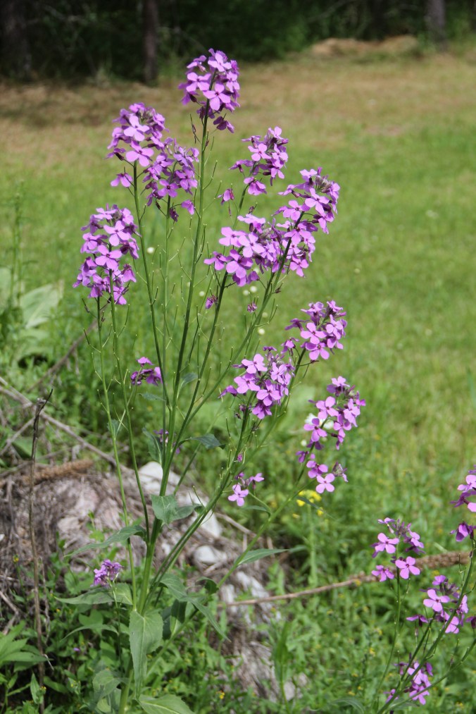 still more volunteer friendlies