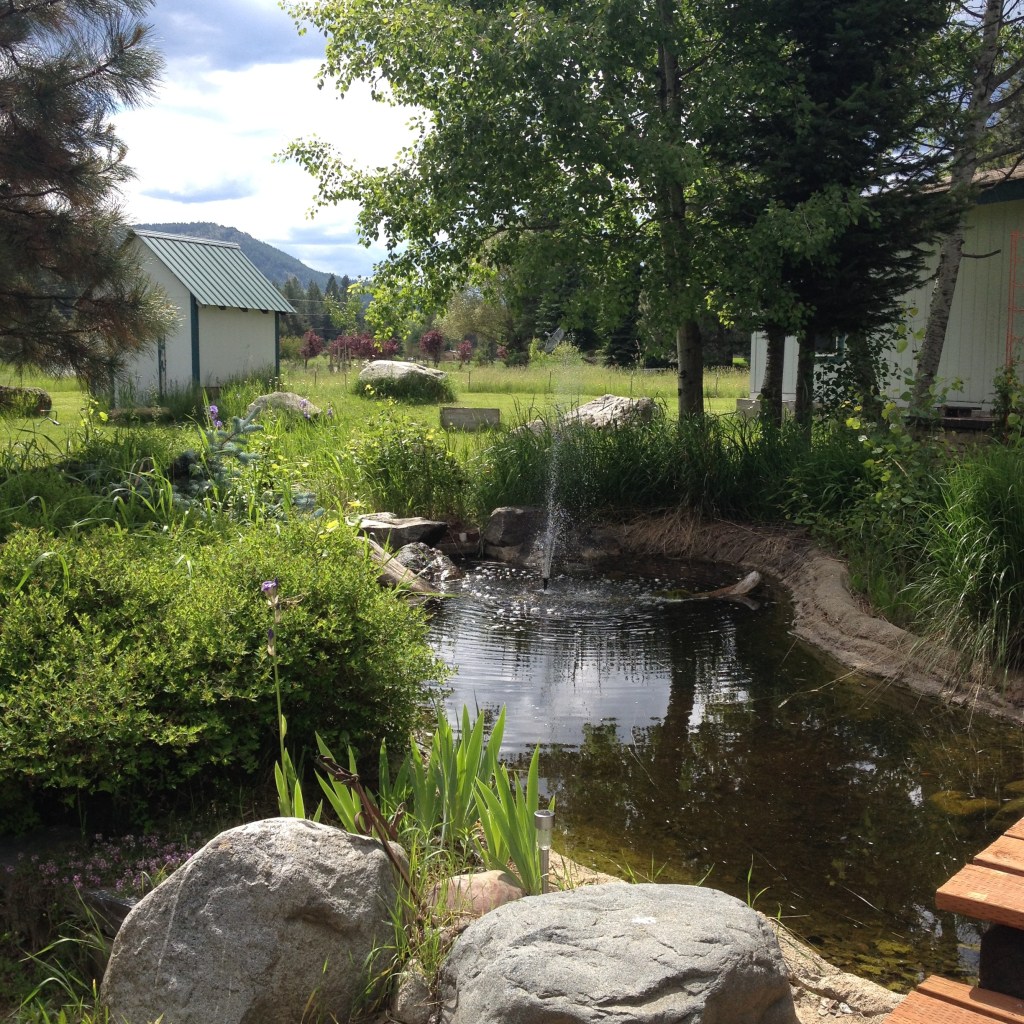 our meditation pond