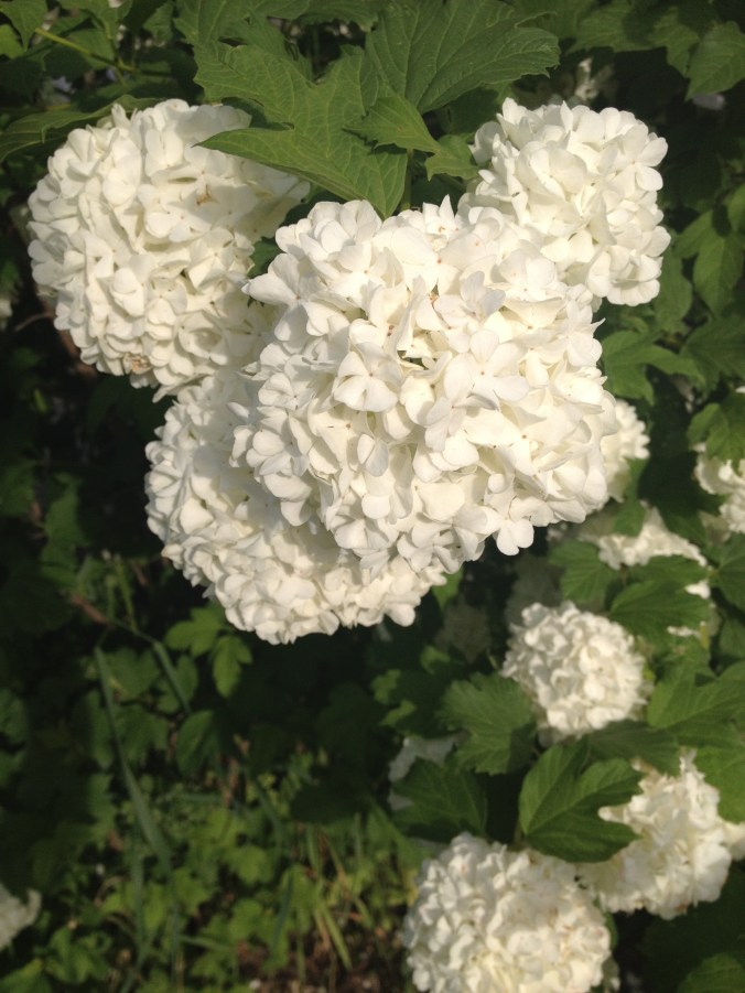 fluffy flower snowballs