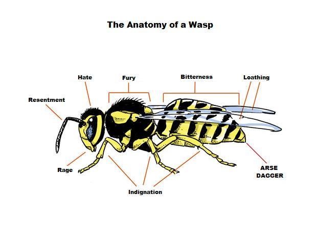 anatomy of a wasp